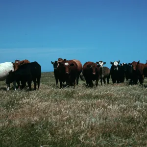 Santa Rosa Island, cattle