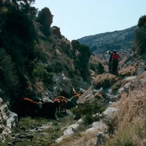 Santa Rosa Island, cattle, Water Canyon