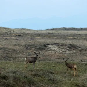Santa Rosa Island, deer, base of Carrington Point Peninsula