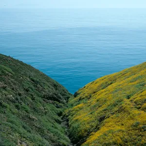 Santa Barbara Island, Cliff Canyon, N-facing slope on right
