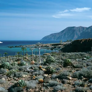 Cedros Island, North of Campo Punta Norte
