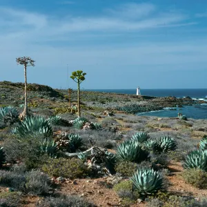 Cedros Island, North of Campo Punta Norte (Century Plant)