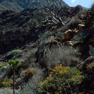 Cedros Island, Elephant Tree, Arroyo Choyal
