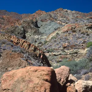 Cedros Island. Arroyo Choyal