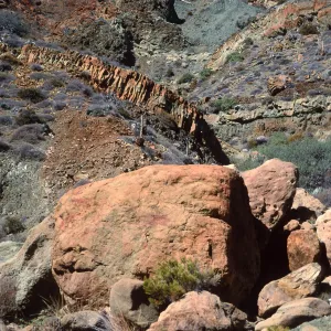 Cedros Island. Arroyo Choyal