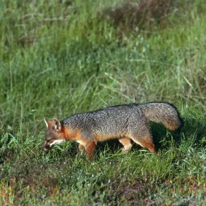 Santa Cruz Island, island fox, East of Christy Ranch