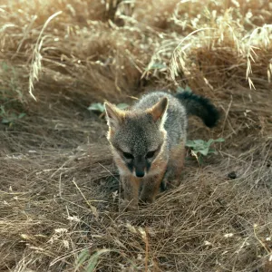 Santa Cruz Island, young fox, near trailer at West end