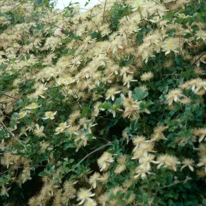 Santa Barbara Botanic Garden, Clematis lasiantha, Horticulture Unit