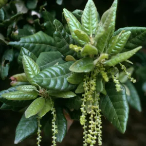 Quercus tomentella, SBBG, SR 105