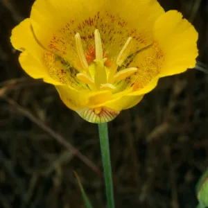 Calochortus luteus, Alameda de Los Coches Prietos, Santa Cruz Island