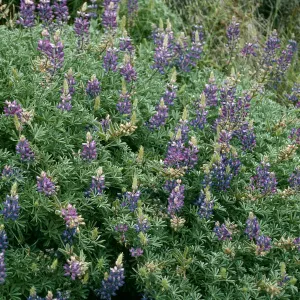 Lupinus albifrons, Centinela grade, Santa Cruz Island