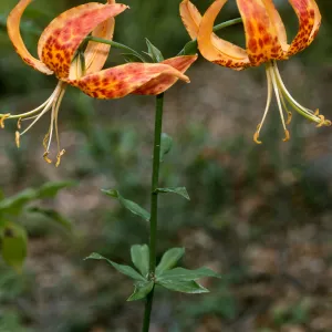 Lilium humboldtii, SBBG meadow