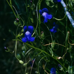 Antirrhinum kelloggii, SC-2720, San Justiniano Road, Santa Cruz Island