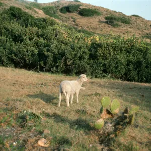 sheep, Coches Prietos, Santa Cruz Island
