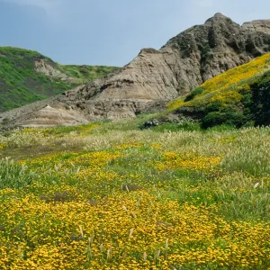 Lasthenia, Christy Beach, Santa Cruz Island