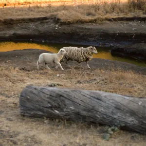 Santa Cruz Island, sheep, Scorpion Ranch