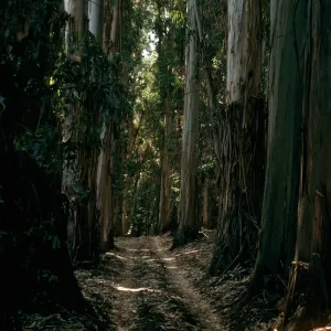 Eucalyptus globulus, Bosque Mano, West of field station, Santa Cruz Island