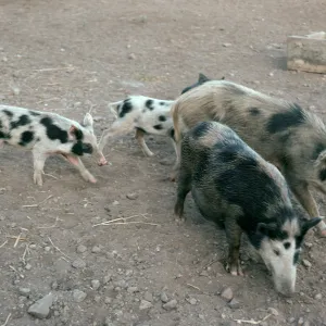 feral pigs, dumpsite at airfield, Santa Cruz Island