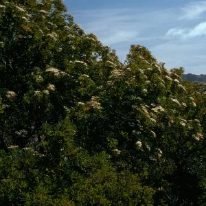 Lyonothamnus, head of Cañada de la Mina, Santa Cruz Island