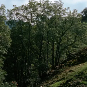 Lyonothamnus grove in East fork of un-named 3-fork canyon, East of Cueva Valdez, Santa Cruz Island