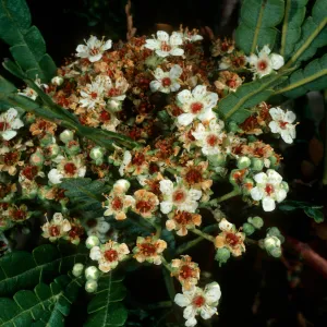 Lyonothamnus, Santa Cruz Island