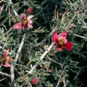 Krameria parviflora, Borrego Palm Canyon