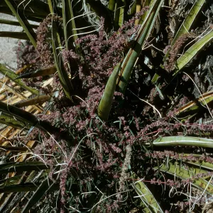 Amaranthus fimbriatus, yucca