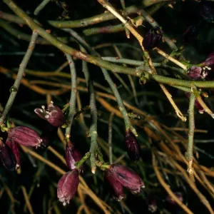Thamnosma montana, Pinyon Mountains, Anza Borrego