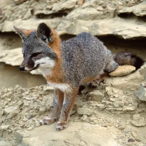 island fox, base of NAVFAC grade, San Nicolas Island