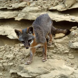 island fox, base of NAVFAC grade, San Nicolas Island