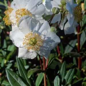 Carpinteria californica, Santa Barbara Botanic Garden