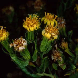 Trixis californica, Santa Barbara Botanic Garden