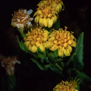 Trixis californica, Santa Barbara Botanic Garden