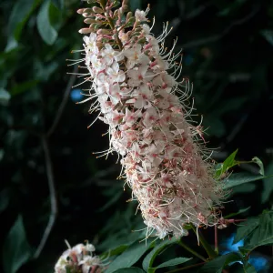 Aesculus californica, Santa Barbara Botanic Garden
