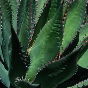 Agave shawii, Desert Section, Santa Barbara Botanic Garden