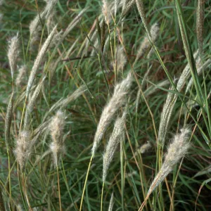 Bothriochloa barbinodis, Santa Barbara Botanic Garden