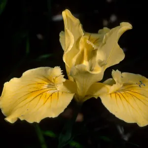 Iris inominata, Santa Barbara Botanic Garden