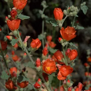 Sphaeralcea, Santa Barbara Botanic Garden