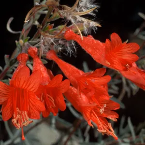 Zauschneria californica, Santa Barbara Botanic Garden