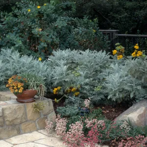 Eriophyllum nevinii, Home Demonstration Garden, Santa Barbara Botanic Garden