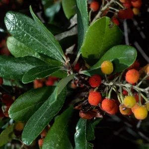 Comarostaphylis, Santa Barbara Botanic Garden