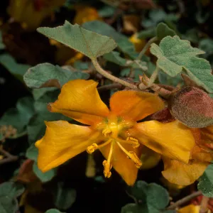 Fremontodendron californicum, Santa Barbara Botanic Garden