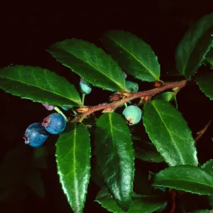 Vaccinium ovatum, Arroyo Section, Santa Barbara Botanic Garden