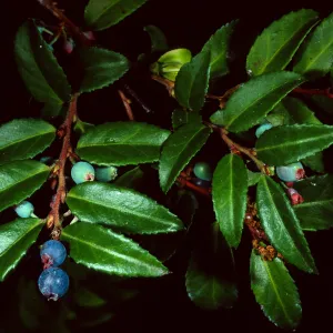 Vaccinium ovatum, Arroyo Section, Santa Barbara Botanic Garden