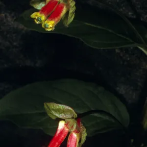 Lonicera involucrata, Arroyo Section, Santa Barbara Botanic Garden