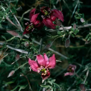 Krameria parvifolia, Granite Pass, Providence Mountains, Mojave National Preserve