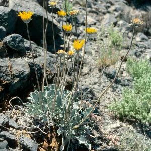 Enceliopsis nudicaulis, Eureka Valley Road, Death Valley