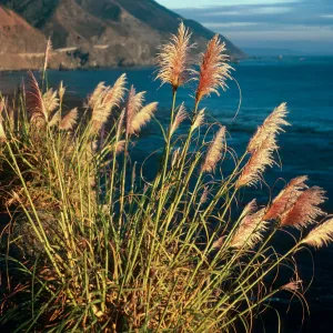 Cortaderia, Highway 1, South of Plaskett Creek, Monterey County