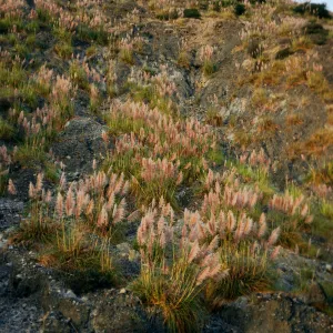 Cortaderia, Highway 1, South of Plaskett Creek, Monterey County