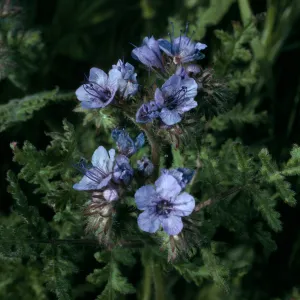 Phacelia distans, Cave Canyon, Santa Barbara Island